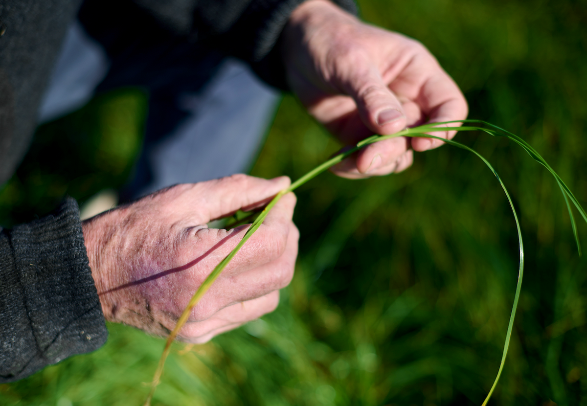 A close up of Robb Macbeth holding a blade of grass between hi thumb and forefinger in one hand and forefinger and middle finger in the other